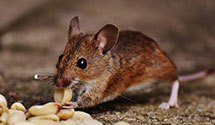 24 Hour & Emergency Exterminators in Lumberton Twp, NJ